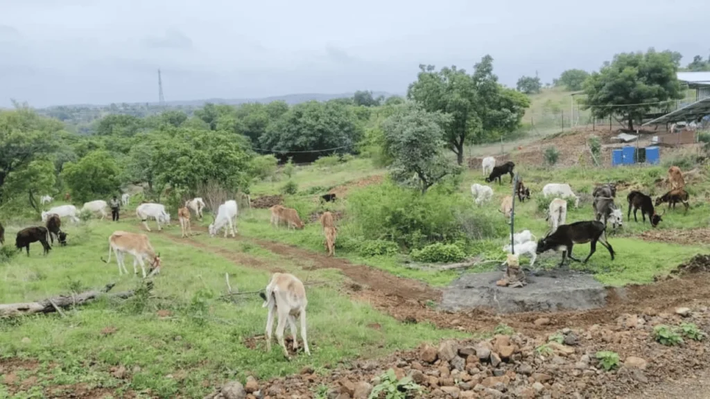 Compassion for Cattle