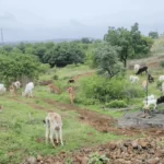 Compassion for Cattle